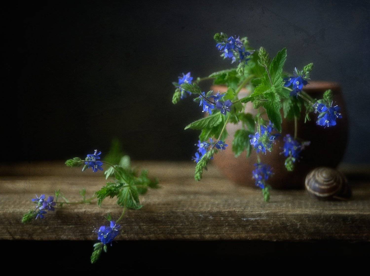 натюрморт,вероника,цветы, Наталия К