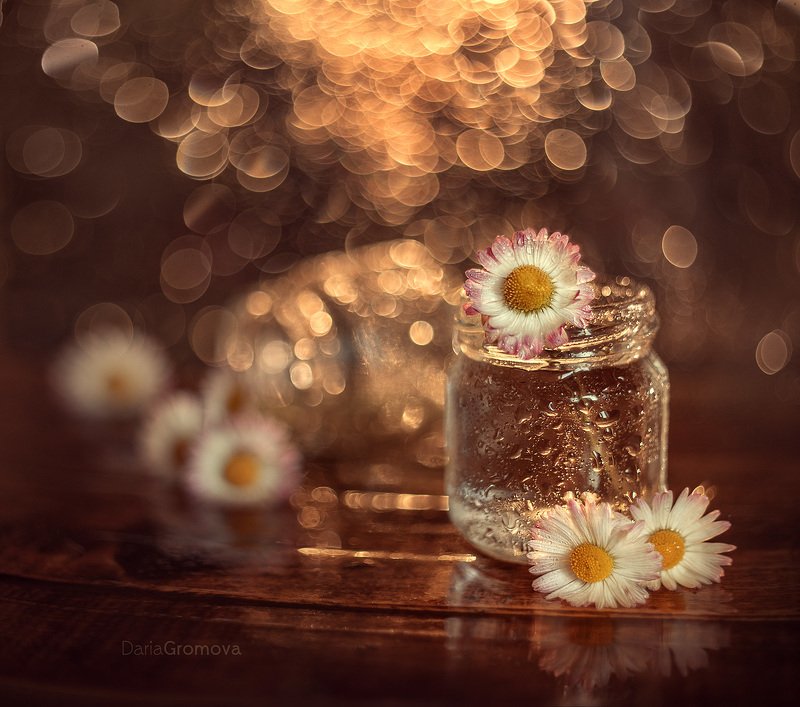 море, боке, натюрморт, дарья громова, фотография, фото, фотоарт, фотограф, маргаритки, цветы, свет Маргаритки фото превью