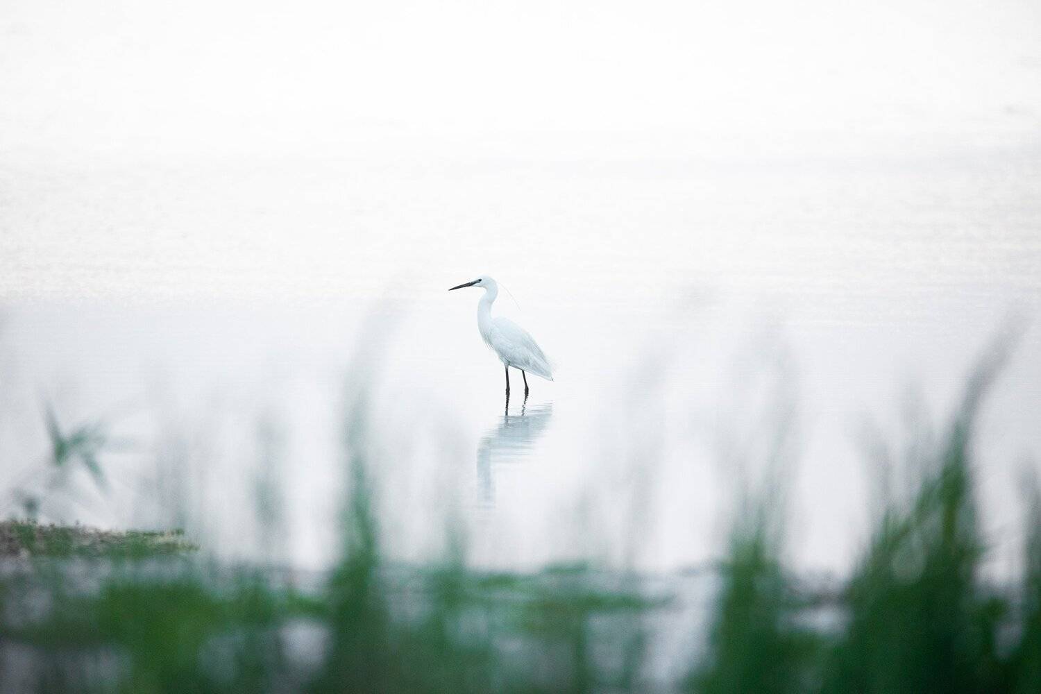 птицы, bird, wildlife, цапля малая, Дмитрий Иванов