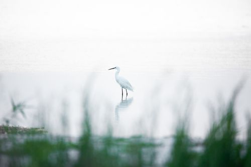 Egretta garzetta
