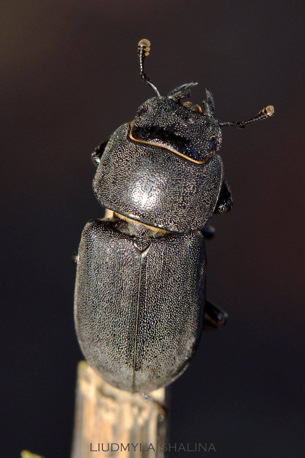 жук, Людмила Шалина