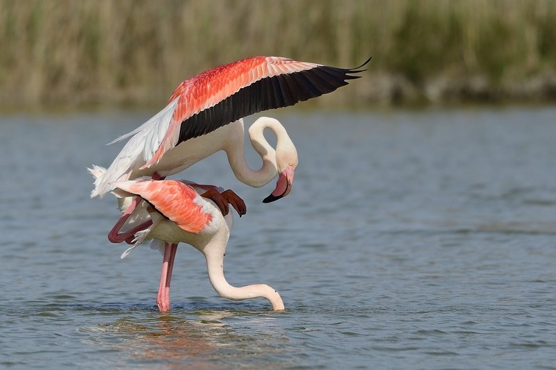 птицы birds Phoenicopterus roseus фото превью