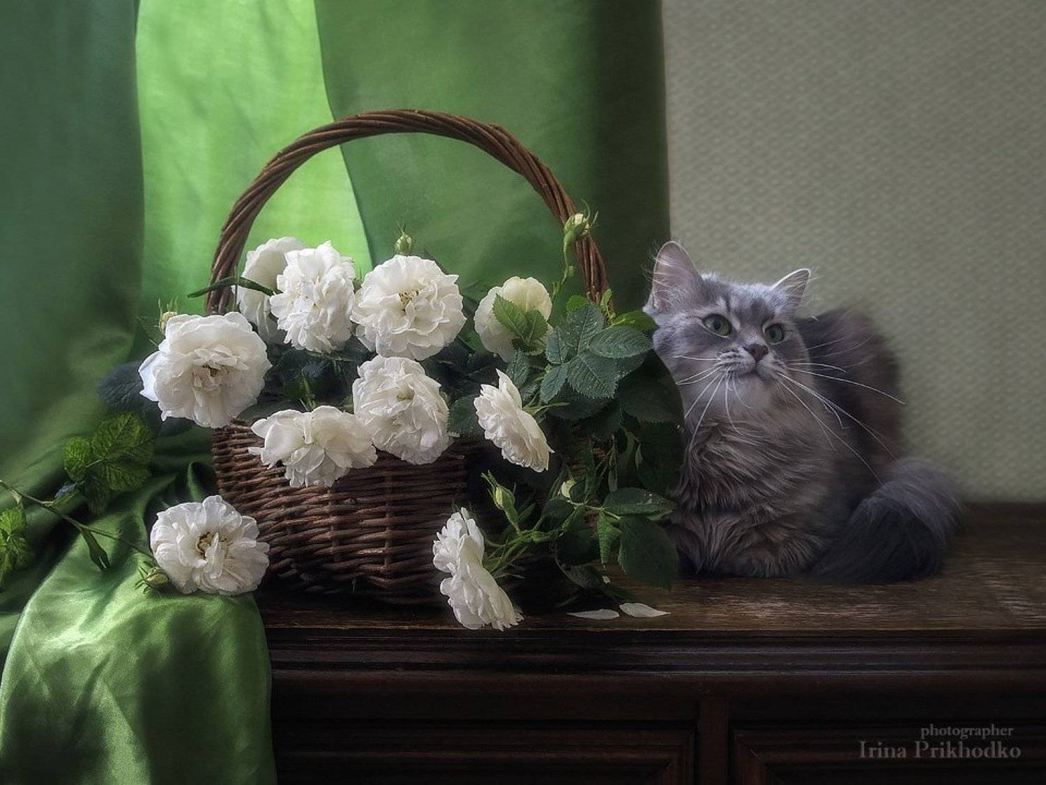 натюрморт, цветочный натюрморт, кошка Масяня, цветочная корзина, кустовые розы, майские розы, домашние животные, котонатюрморт, Ирина Приходько