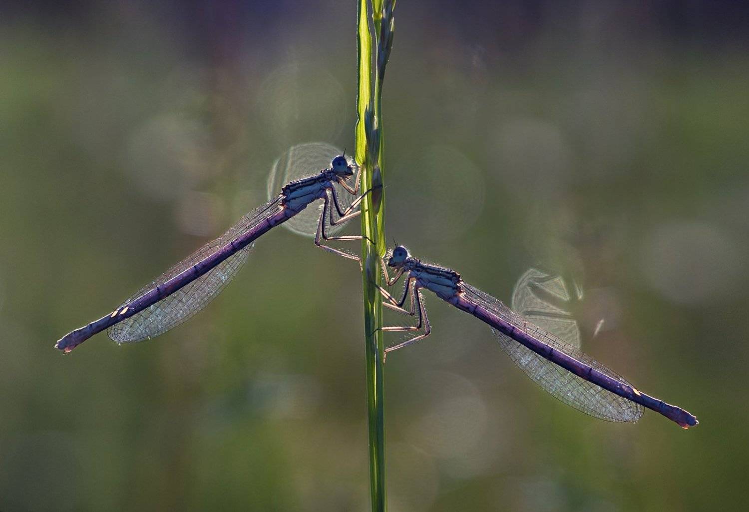, Баранов Олег