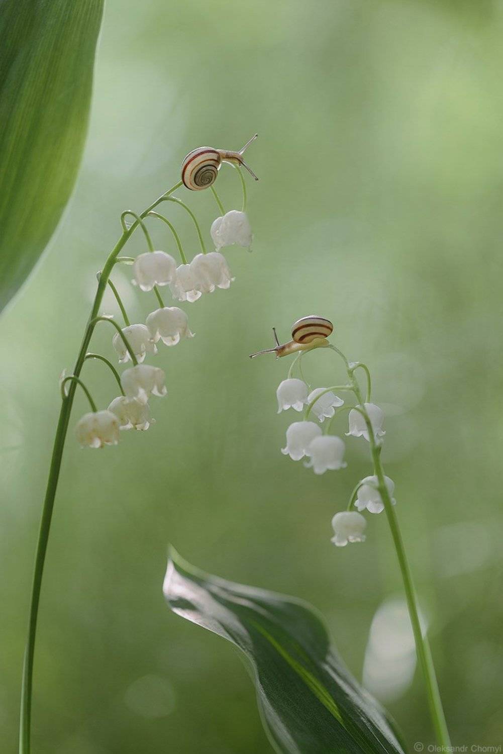 весна, волшебство, жизнь, зеленый,	ландыши, любовь, май, макро, нежность, природа, украина, улитка, фон, фотограф, цветы, коростышев, макро мир, макро красота,	чорный, Александр Чорный