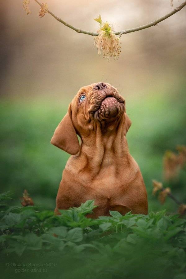 собака, щенок, бордоский дог, рыжая, глаза, нежность, лес, Оксана Серова