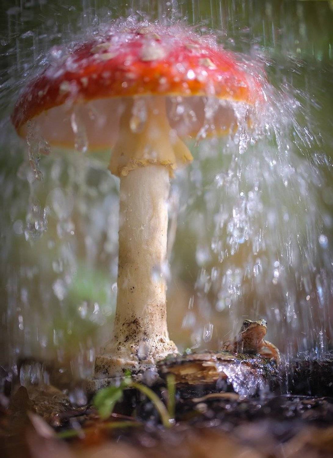 , Вячеслав Мищенко