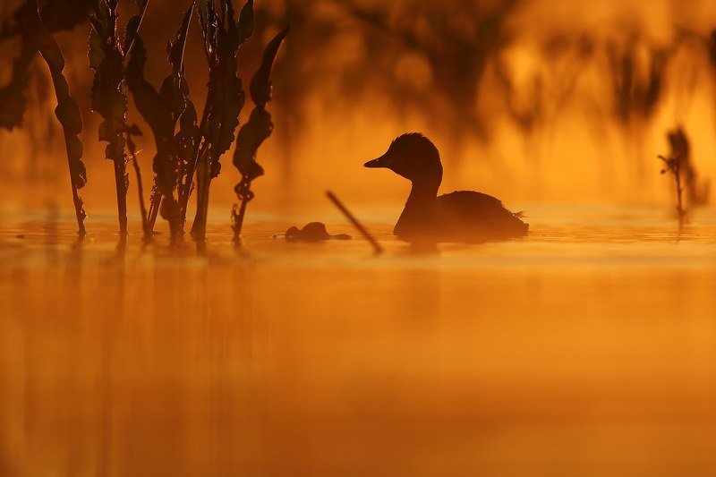 Little grebe фото превью