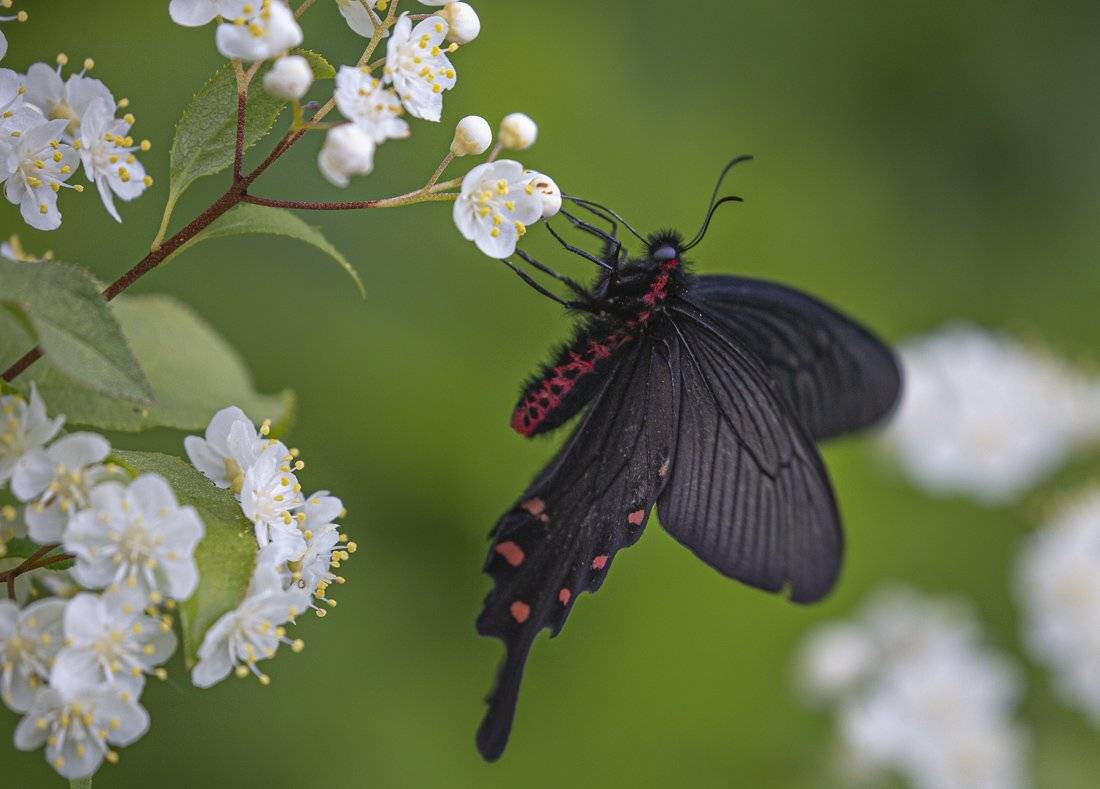 , Евгений Слободской