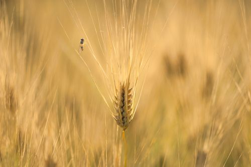 Миниатюры лета , июнь .