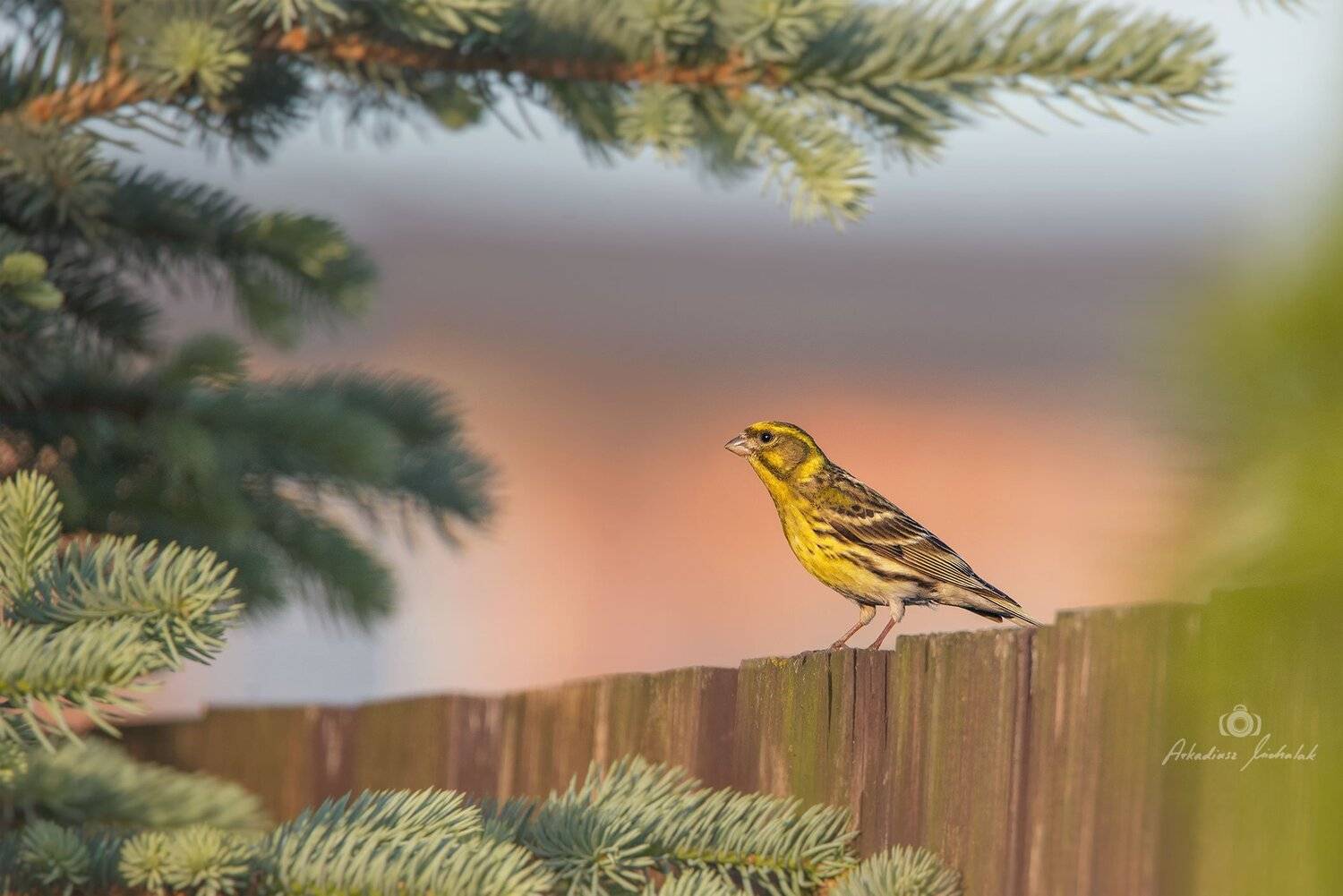 , Arkadiusz Michalak