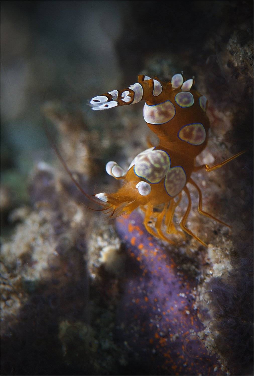 филиппины, негрос, sexy shrimp, Сергей Гаспарян