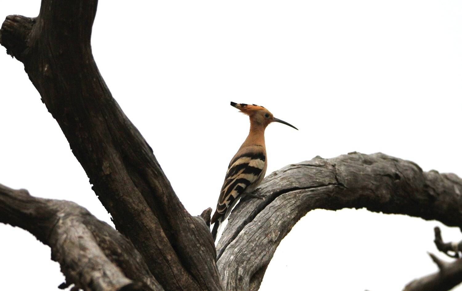 птица,, Marat Magov