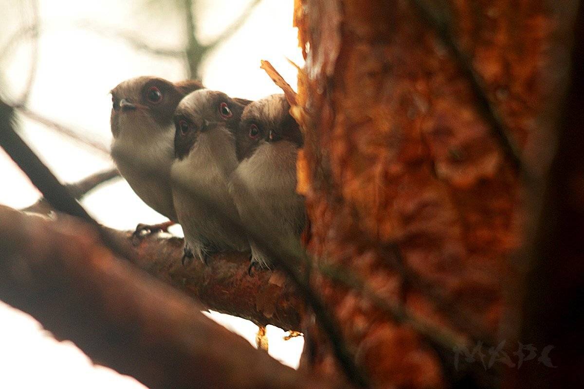 животные птицы птенцы ополовника, Шангареев Марс