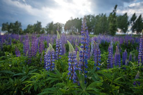 purple flowers