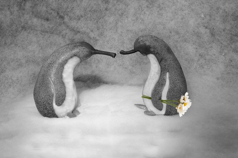 Из жизни пингвогруш фото превью