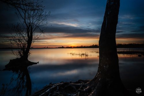 Деревья на закате