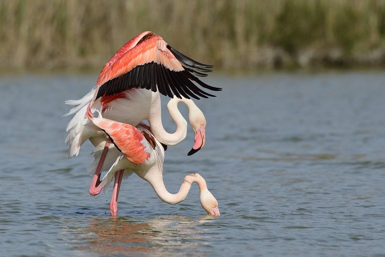 птицы birds, Jaroslav Mego