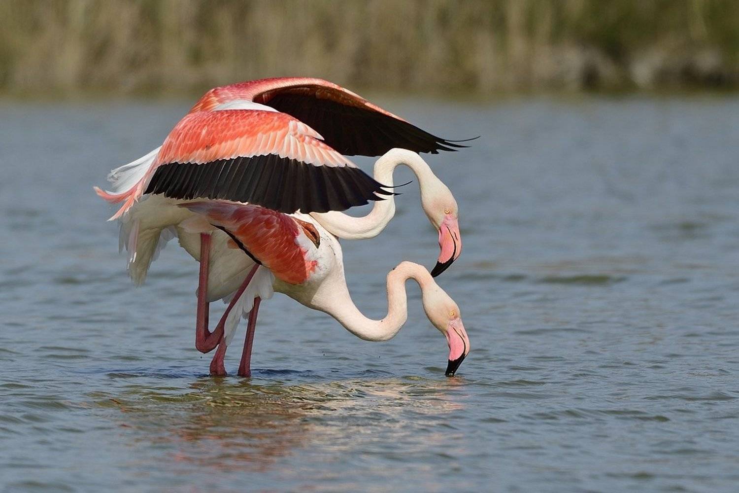 птицы birds, Jaroslav Mego