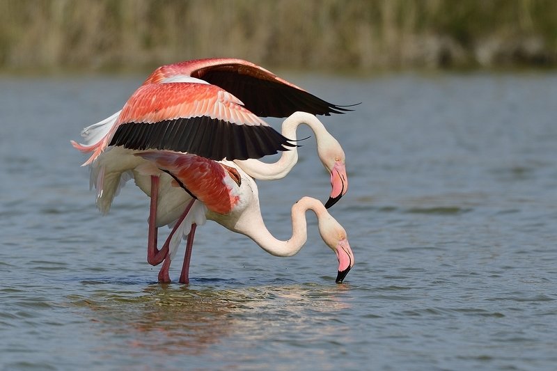 птицы birds Phoenicopterus roseus фото превью