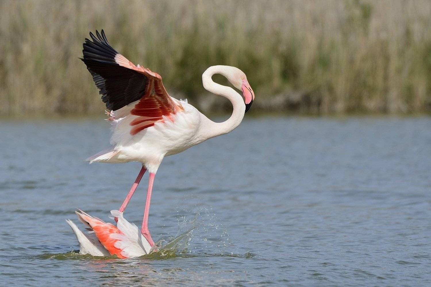 птицы birds, Jaroslav Mego