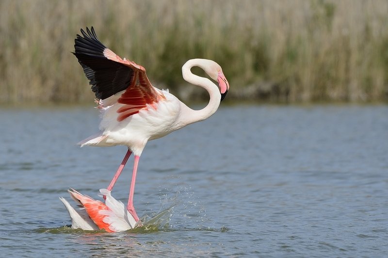 птицы birds Phoenicopterus roseus фото превью
