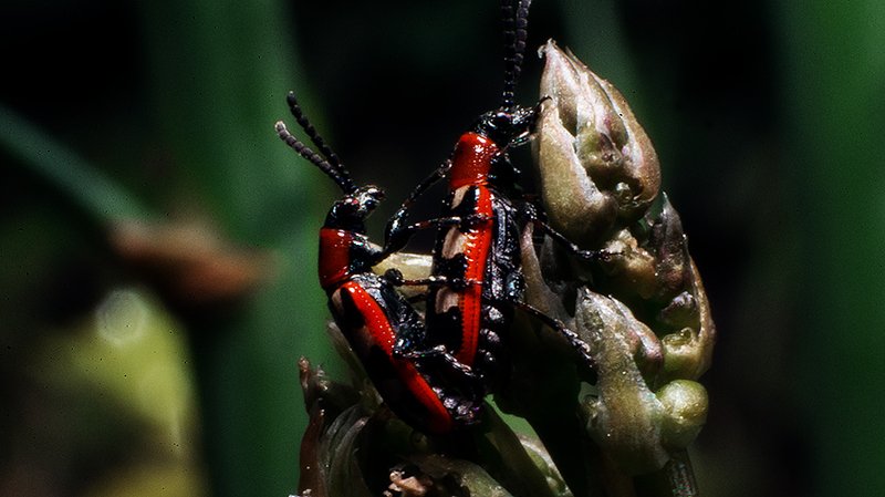 Насекомый мир фото превью