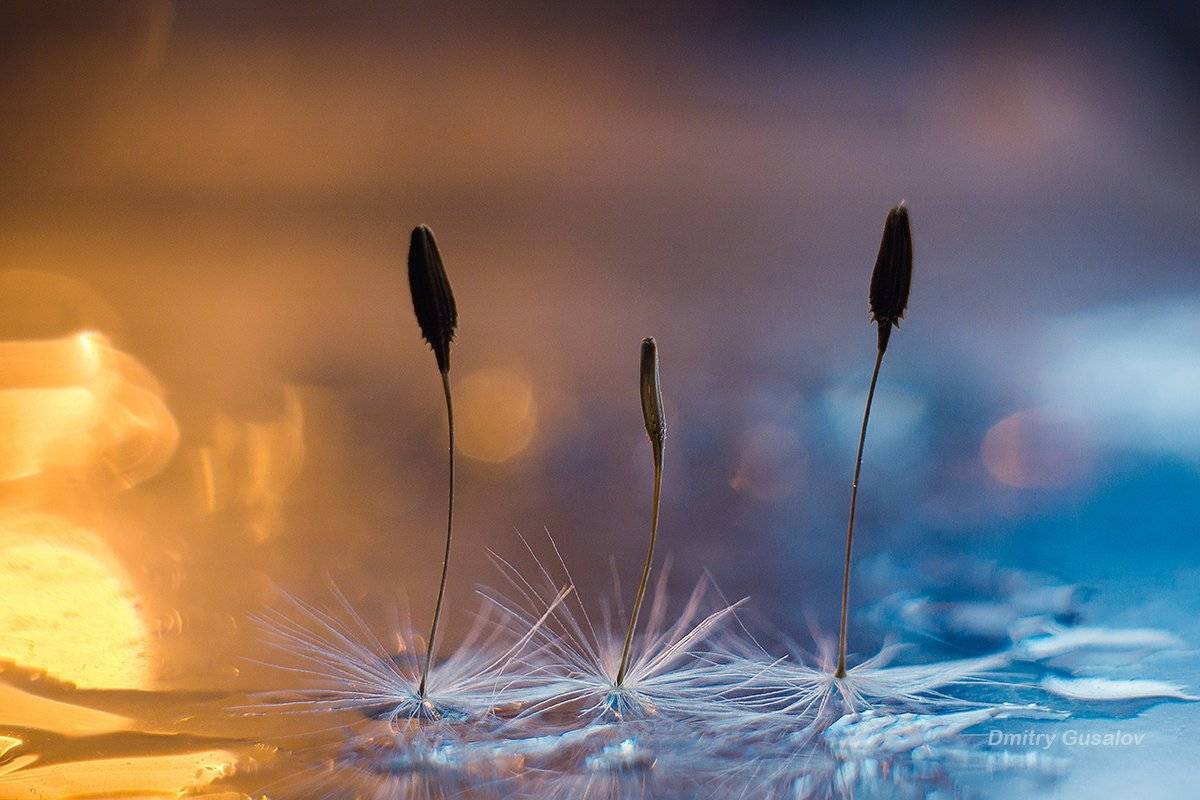 макро, природа, весна, макросъёмка, макрофотография, растение, цветы, одуванчик , Дмитрий Гусалов