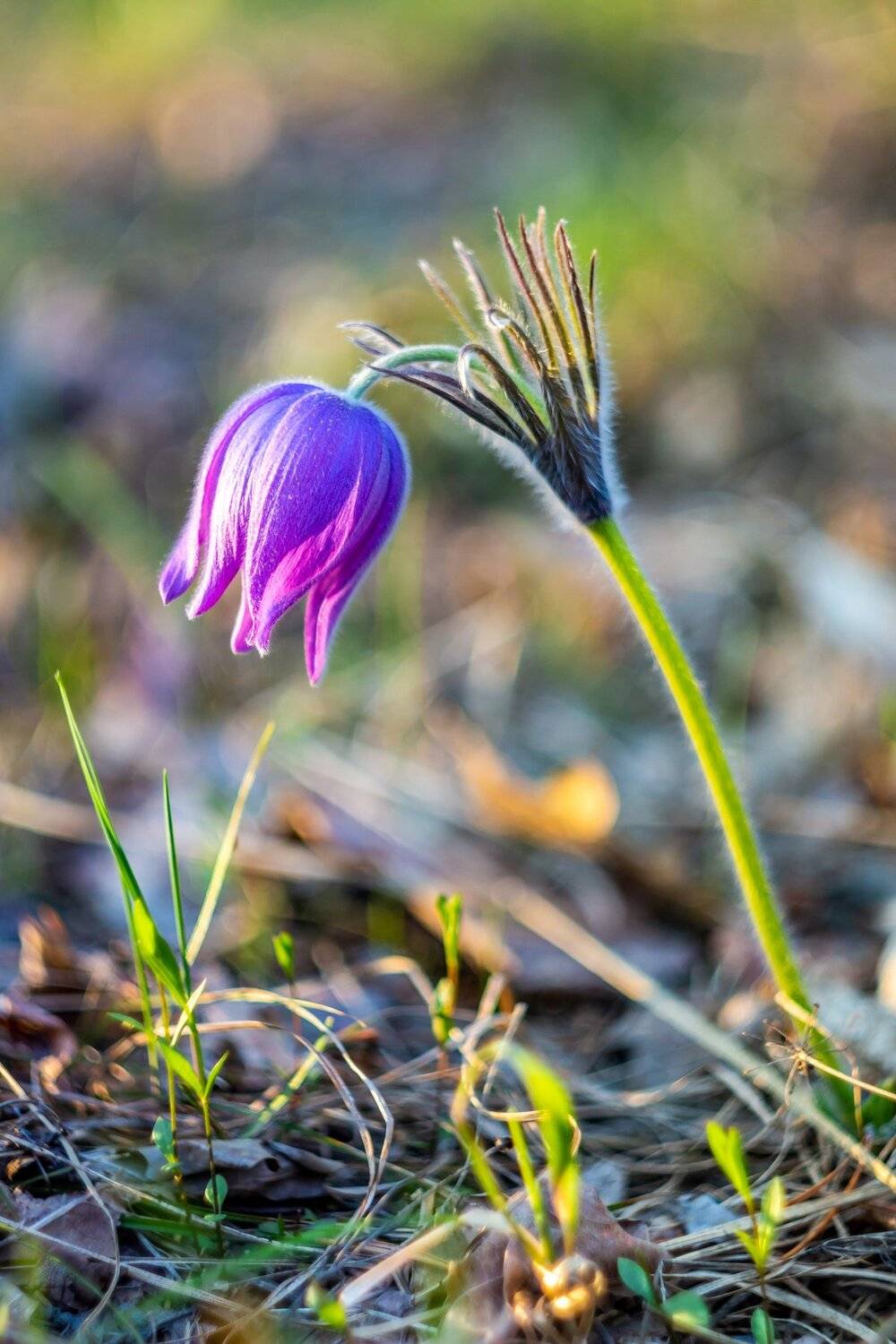 весна, сон-трава, первоцвет, заповедник, лес, Руслан Востриков