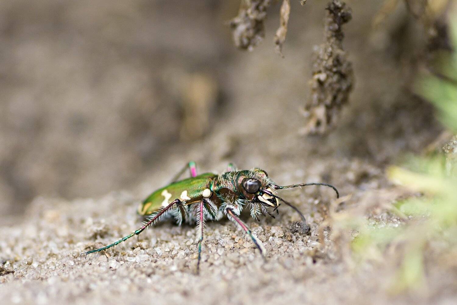 жук,лапы,глаза,свет,блик,солнце,песок, Юрий Котов