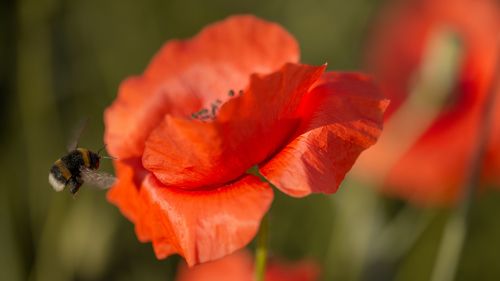 Миниатюры лета , июнь , маки .