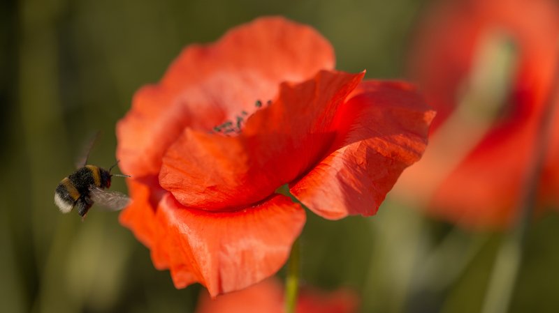 маки Миниатюры лета , июнь , маки . фото превью