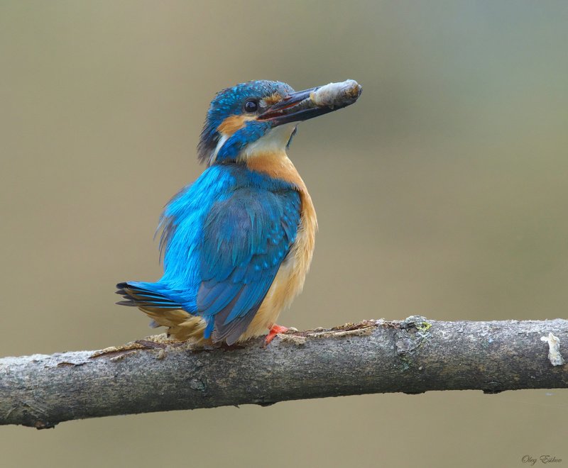 птицы,зимородок Зимородки. Дела семейные фото превью