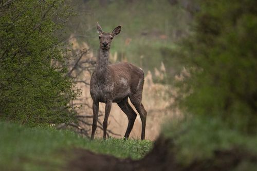 В лесном проулке