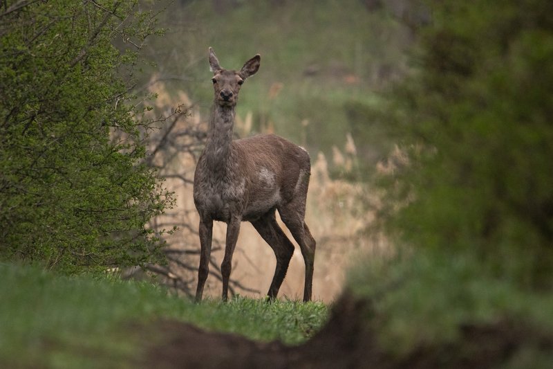 олень, животное, природа В лесном проулке фото превью