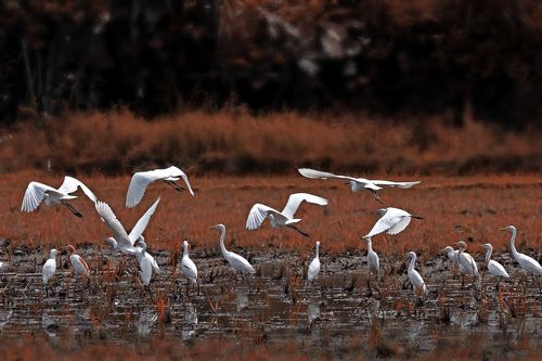 A group of white egrets
