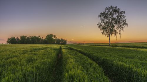 Towards the sunset