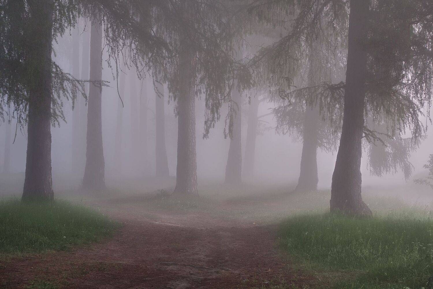 , Григорий Бельцев