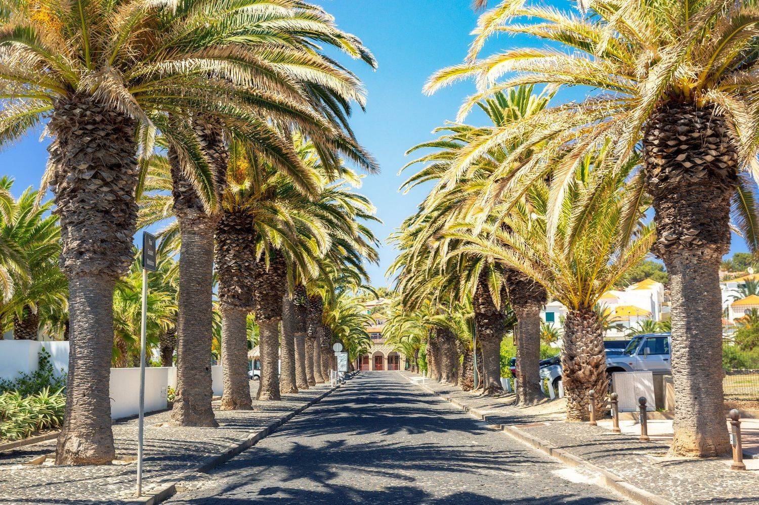 portosanto ,portugal ,island ,portugese ,street ,blue ,palm ,palmtree ,palmstreet ,streetphotography ,breakstone ,city ,spring ,sunnyday ,vilabaleria ,madeira ,treerow ,avenue ,bluesky ,freedom ,dream ,vacation ,travel ,travelphotography ,relaxation ,next, Marko Radovanovic