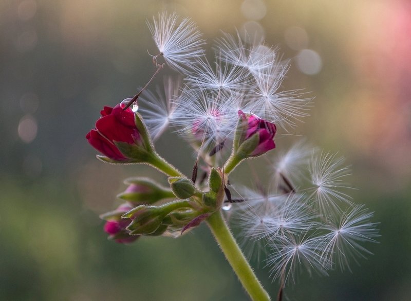Цветение герани фото превью