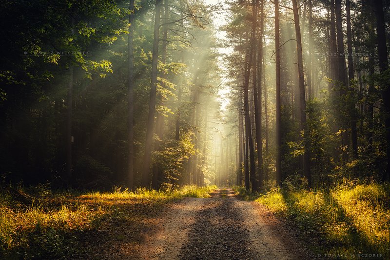 forest, poland, polish, landscape, sunrise, sunset, mood, musing, beautiful, amazing, awesome, adventure, explore, travel, light Into the wild фото превью