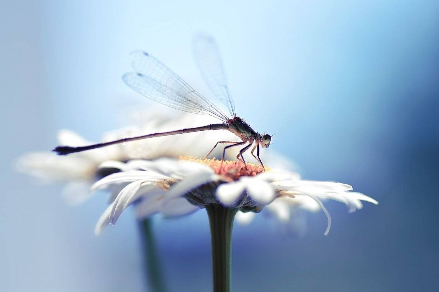 , Лапшина Владлена