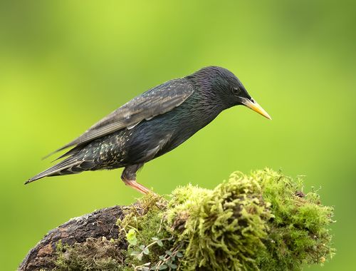 Обыкновенный скворец - European Starling