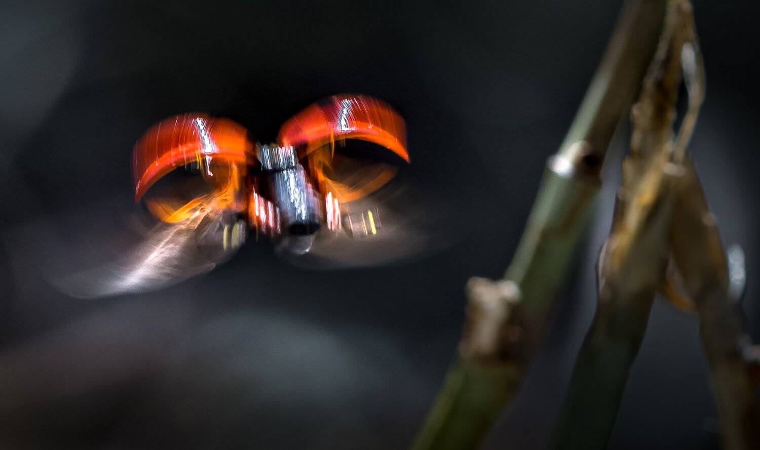 природа, макро, жук, божья коровка, полет, Неля Рачкова