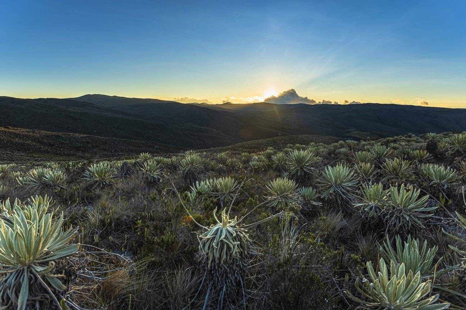landscape, frailejon, p&aacute;ramo, ecosistema, colombia, paisaje, atardecer, Kevin Molano