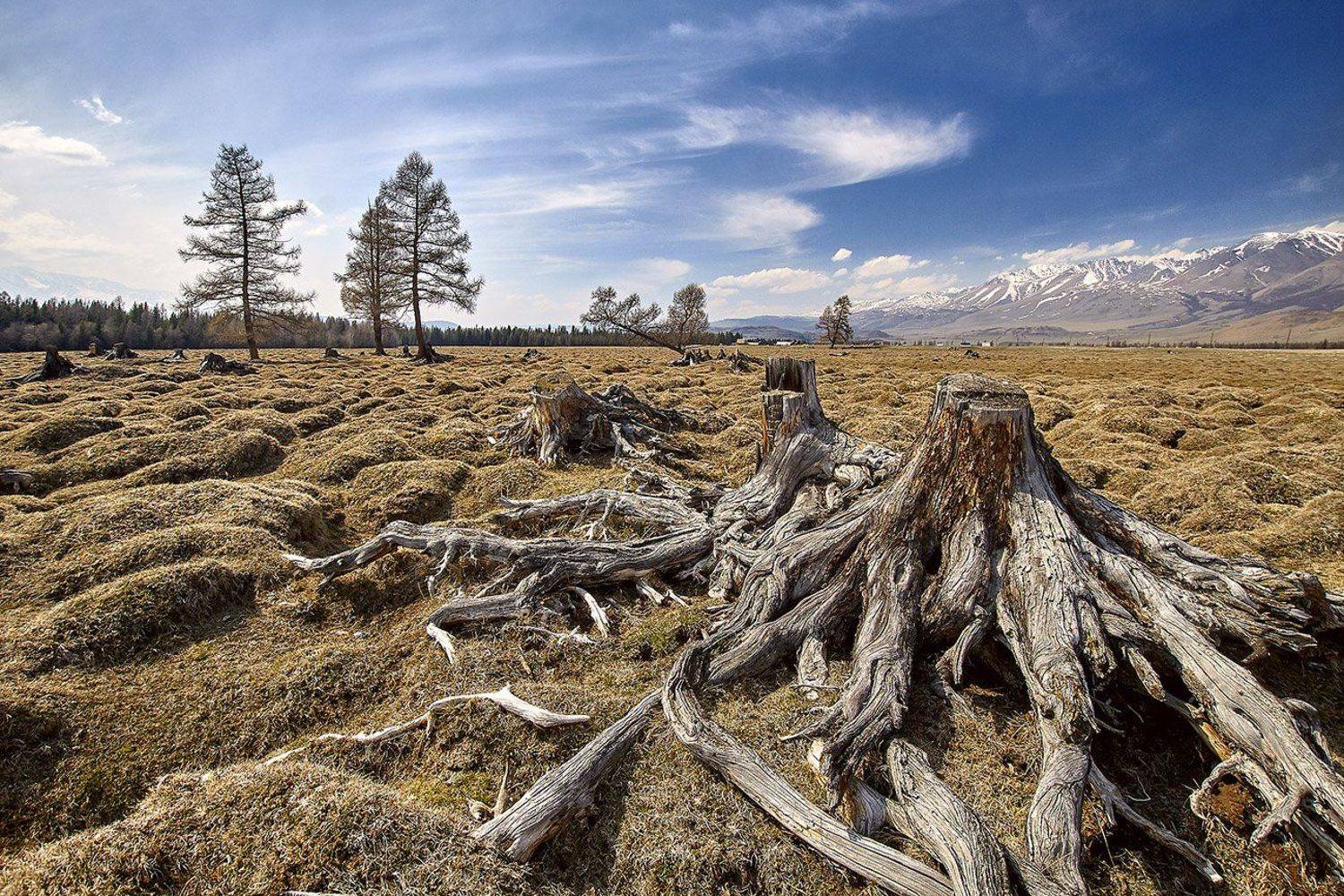 алтай, ледник актру, актру, алтайский край, долина, весна,осень, лиственницы, ледник,ледники, Качурин Алексей
