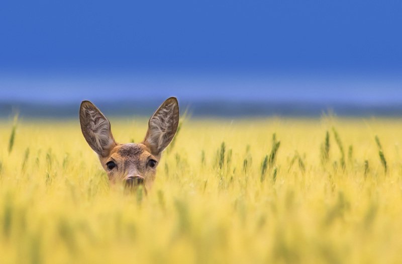 .-.-.-.-.-.- фото превью