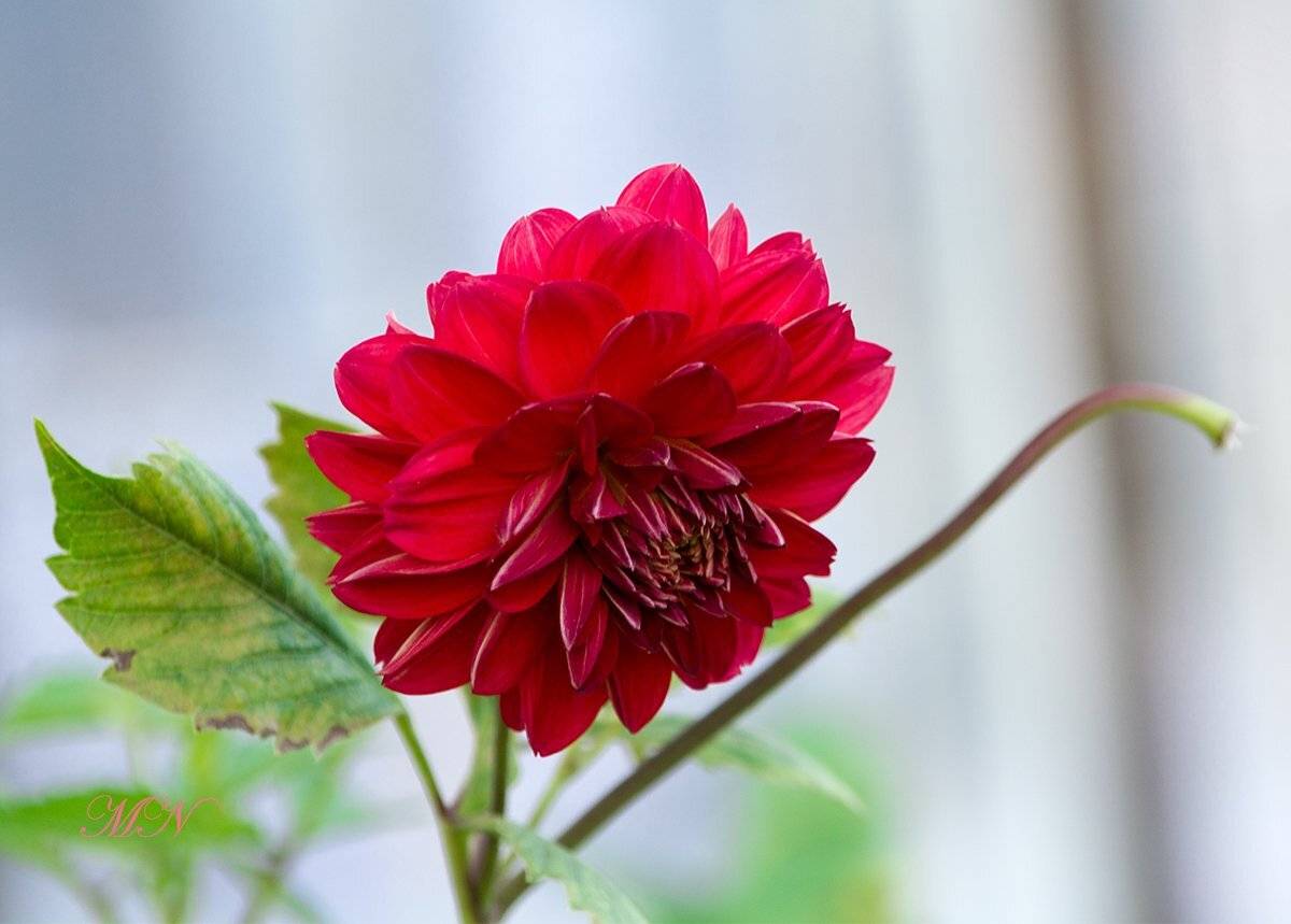 , Марина Никулина