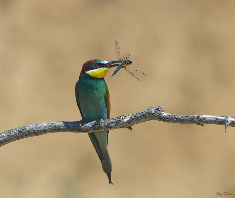 птицы, золотистая щурка Демонстрация добычи фото превью