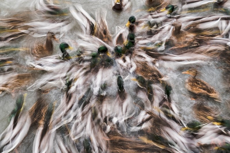 Утиный цветок фото превью